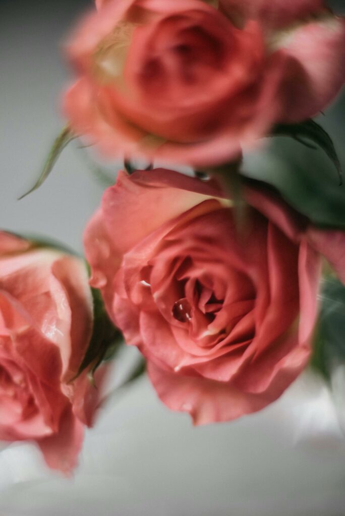 bouquets de roses